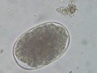 Ancylostoma